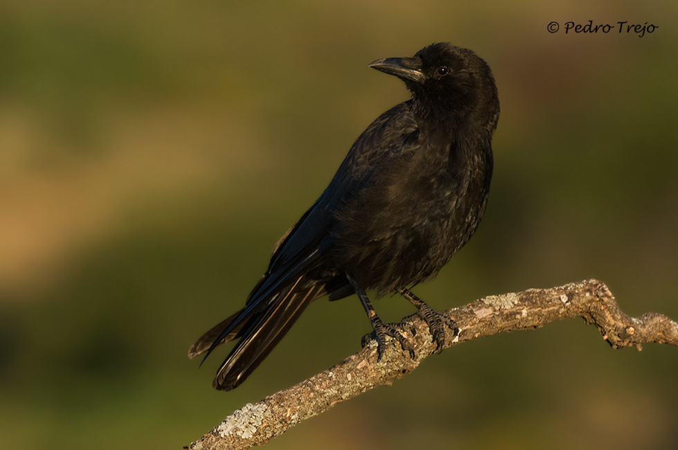 Corneja negra (Corvus corone corone)